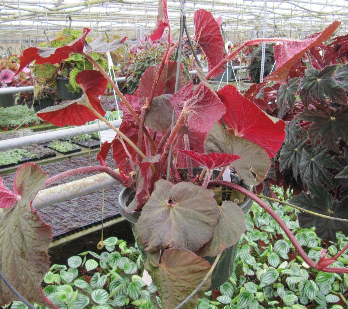 B. ‘Loxahatchee’